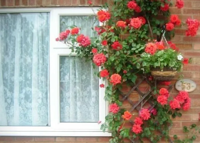 Rosa'S Bed And Breakfast Cambridge 
